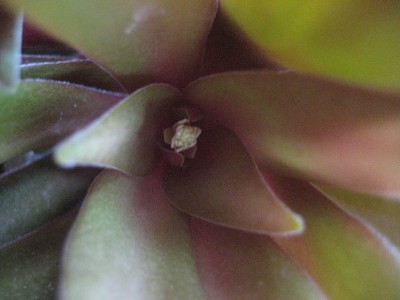 crassula blüte.JPG