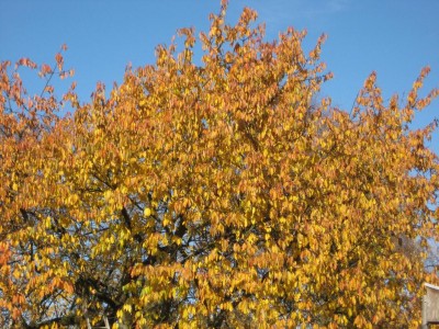 Img_4410.jpg