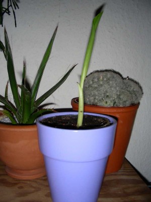 ensete-ventricosum_10-11-08.jpg