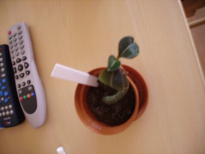 Ludisia green velvet.jpg