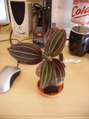 Ludisia discolor.jpg