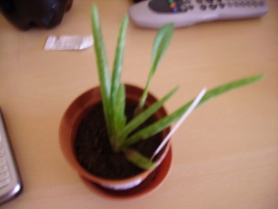 Aloe vera.jpg