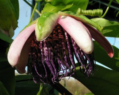 3. alata Blüte 4 w.jpg