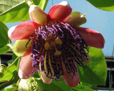 3. alata Blüte 2 w.jpg