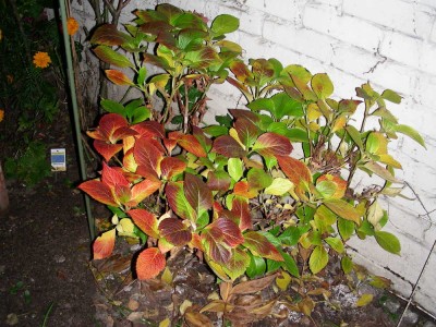 dscn8276_1.jpg