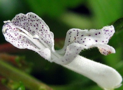 Harfenstrauch_Plectranthus verticillatus.JPG