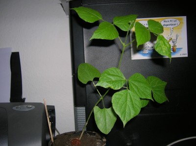 DSCN1609.JPG