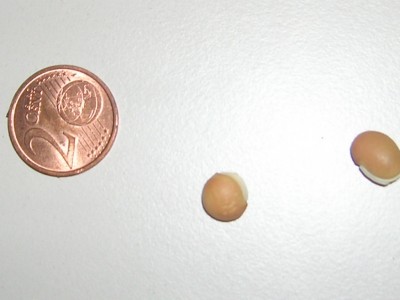 RSCN1608.JPG