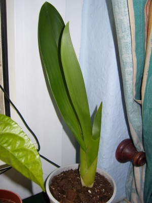 Brassia.JPG