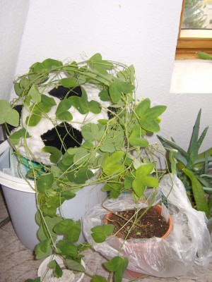Passi urubicinensis.JPG