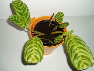 Maranthe Calathea zebrina.JPG
