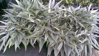 Echiumsteckplatte.jpg
