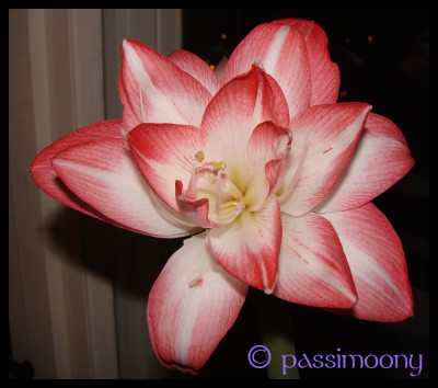 Blüte_Lady-Jane_101108.jpg
