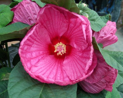 Hibiblüte w.jpg
