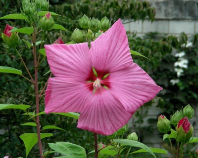 Inges Hibi w.jpg