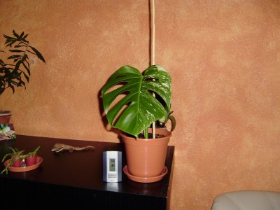 Monstera-Variegata.jpg