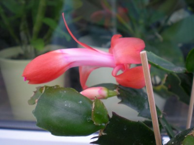 DSCN19330001.JPG
