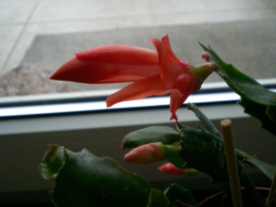 DSCN19240001_1.JPG