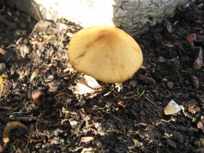 Img_4454.jpg