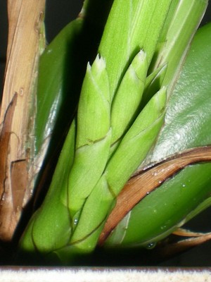 RSCN19560001.JPG