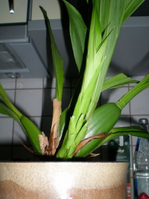 DSCN19550001.JPG