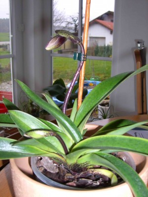 Paphiopedilum-Hybride 14.11.08.jpg