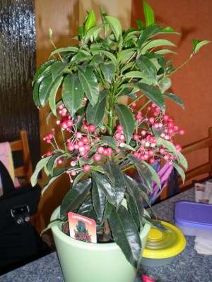 DSCN19600001.JPG