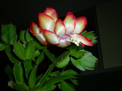 DSCN19570001.JPG