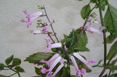 Cnv0007.jpg