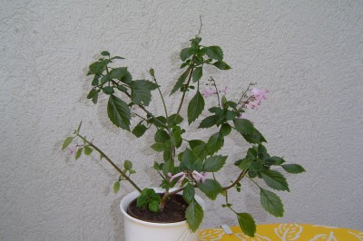 Cnv0005.jpg