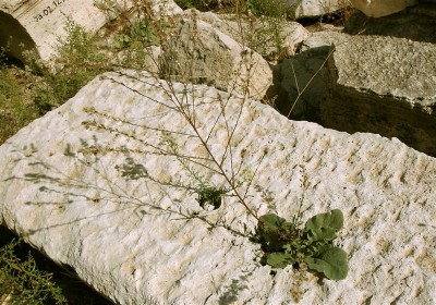 Perge 5 (Medium).jpg
