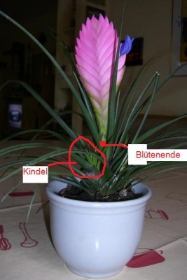 tillandsie.jpg
