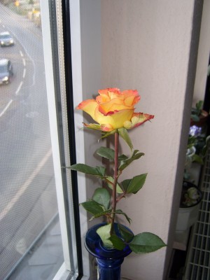 DSCI0008.JPG