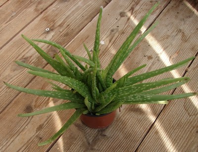 Aloe.jpg