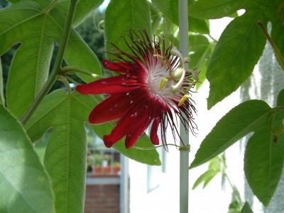 DSCF0013.JPG