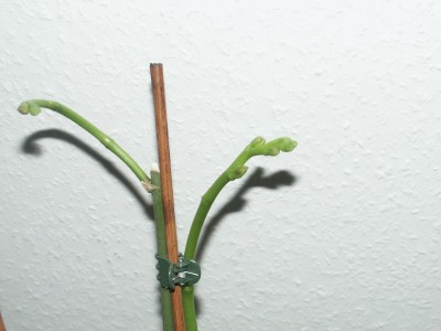 PICT0008.JPG