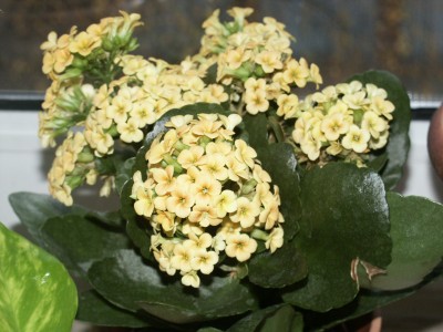 PICT0007.JPG