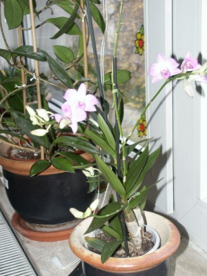 PICT0002.JPG