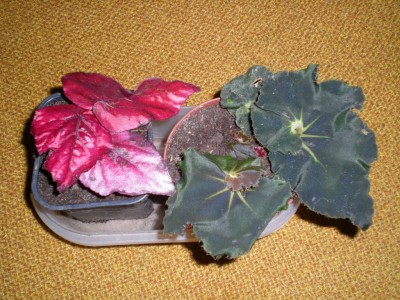 DSCN19650001.JPG