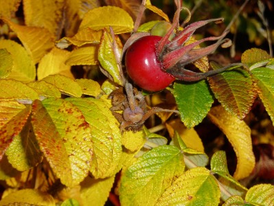 im Herbst.JPG