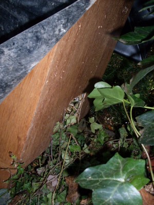 Greenb_006_1024x1365.jpg