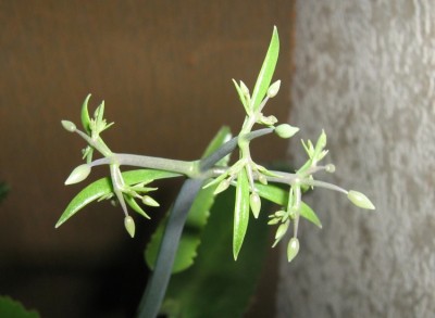 Brutblatt - Kalanchoe daigremontiana.jpg