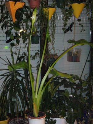 Cyca,Zantedeschia 003.jpg