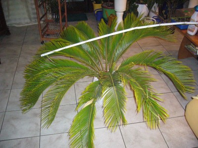 Cyca,Zantedeschia 002.jpg