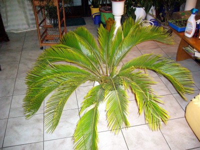 Cyca,Zantedeschia 001.jpg