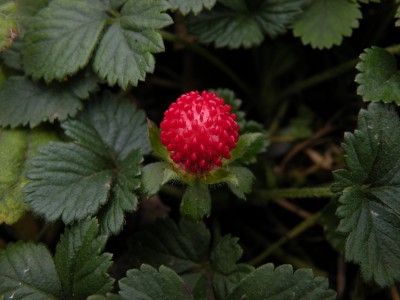 Rote Kugelfrucht.jpg
