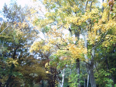 IMG00281m.jpg