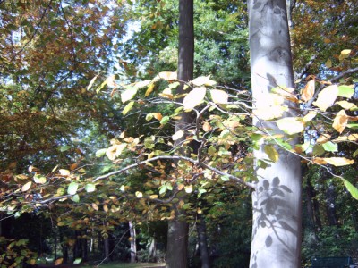 IMG00274m.jpg