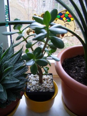 PICT0269.JPG