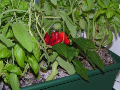 PICT0589.JPG